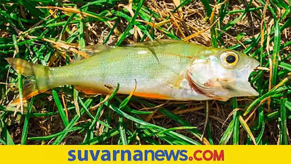 Feng Shui Tips: ಮನೆಯಲ್ಲಿ ಸಂತೋಷ, ನೆಮ್ಮದಿ ಇಲ್ಲವೇ? ಹಾಗಿದ್ರೆ ಈಗ್ಲೇ ಮಾಡಿ ಈ ಕೆಲಸ