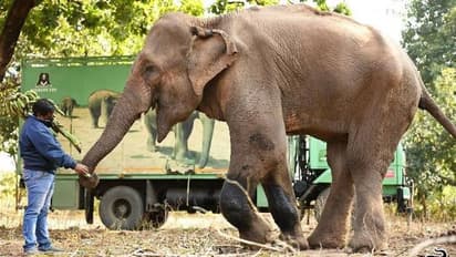 Skinniest Elephant : വീണ്ടുകീറിയ പാദങ്ങളുമായി തെരുവുകളിലിനി ഭിക്ഷ യാചിക്കണ്ട, ലക്ഷ്മിക്ക് മോചനം