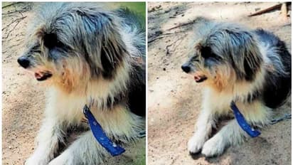 പുതുവര്ഷത്തില് വീട്ടിലെത്തിയത് മുപ്പതിനായിരം വിലയുള്ള അതിഥി; അമ്പരന്ന് വീട്ടുകാര്