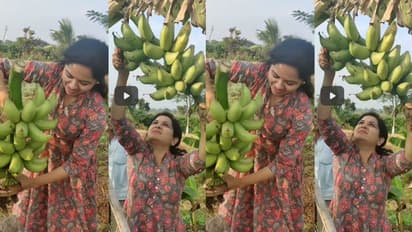 Singer Sunitha: వ్యవసాయం చేస్తున్న సింగర్ సునీత.. వీడియో వైరల్