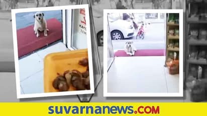 ಈ ಶಾಪ್‌ಗೆ ಮನುಷ್ಯರಂತೆ ವಿಸಿಟ್‌ ಕೊಡ್ತವೆ ಸಾಲು ಸಾಲು ಬೆಕ್ಕು ನಾಯಿಗಳು