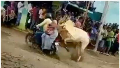 തമിഴ്നാട്ടിൽ ജല്ലിക്കട്ട് പരിശീലനത്തിനിടെ അപകടം; 50 ഓളം പേർക്ക് പരിക്കേറ്റു, സംഘാടകർക്കെതിരെ പൊലീസ് കേസ്