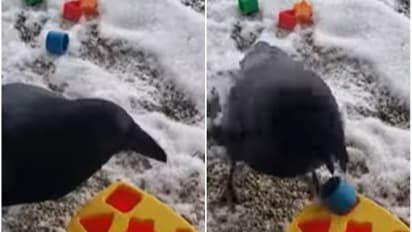 Game playing crow : இனிமே அண்டங்காக்கா -னு யாரையாவது திட்டுவீங்க..என்ன ஒரு புத்திசாலி தனம் இந்த காக்காவுக்கு..