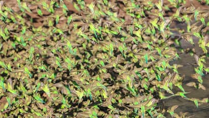 Budgerigar in Perth: ഓസ്ട്രേലിയയിലെ പെര്‍ത്തില്‍ വെട്ടുക്കിളികളെ പോലെ തത്തകളുടെ വന്‍ കൂട്ടം