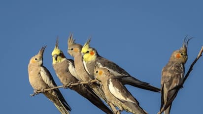 ಗಣಿ ಸ್ಫೋಟಕ್ಕೆ ಪ್ರಾಣಿ-ಪಕ್ಷಿ ಸಂಕುಲವೇ ನಾಶ: ಕಣ್ಮುಚ್ಚಿ ಕುಳಿತ ಅರಣ್ಯ ಇಲಾಖೆ