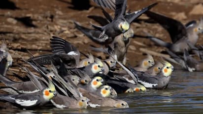 ఆకాశం నుంచి కుప్పలుగా రాలి పడిన పక్షులు.. వీడియో..!