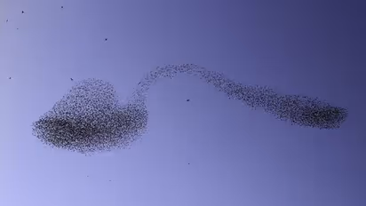 Albert Keshet : പഞ്ചസാര നിറച്ച ഒരു വളഞ്ഞ സ്പൂണിന്റെ ആകൃതിയിൽ പക്ഷിക്കൂട്ടം, വൈറലായി ചിത്രം