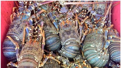 Lobsters seized : ഒമാനില്‍ അനധികൃതമായി 'ലോബ്സ്റ്റർ' കടത്തിയ വാഹനം പിടിച്ചെടുത്തു