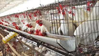 నెల్లూరు జిల్లాలో బర్డ్‌ఫ్లూ కలకలం: వందలాది కోళ్లు మృతి, అప్రమత్తమైన యంత్రాంగం