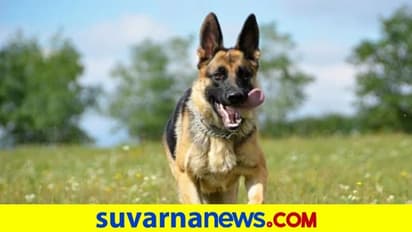 ಕಾರು ಅಪಘಾತ: ಅಪಾಯದಲ್ಲಿದ್ದ ಮಾಲೀಕನ ರಕ್ಷಣೆಗೆ ಧಾವಿಸಿದ ಶ್ವಾನ