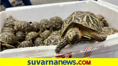 Smuggling Attempt Busted : ಚೆನ್ನೈ ಏರ್‌ಪೋರ್ಟ್‌ನಲ್ಲಿ 1364 ಜೀವಂತ ನಕ್ಷತ್ರ ಆಮೆಗಳ ಜಪ್ತಿ