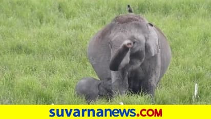 ತಾಯಿ ಆನೆಯೊಂದು ಮರಿಯಾನೆಗೆ ತಿನಿಸುವ ಸುಂದರ ವಿಡಿಯೋ...