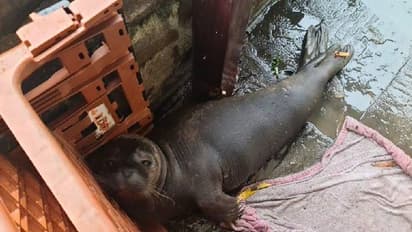 Seal pup in pub : സ്കോട്ട്ലന്ഡില് നിന്നും 300 മൈല് സഞ്ചരിച്ച് ബ്രിസ്റ്റോളിലെ പബ്ബിലെത്തിയ സീല്