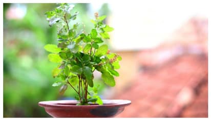 தினமும் துளசி சாப்பிட்டால் இவ்வளவு நன்மைகள் கிடைக்குமா? அடடே! இவ்வளவு நாள் இது தெரியுமா போச்சே?