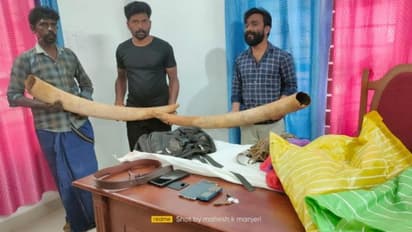 26 കിലോ തൂക്കമുള്ള ആനക്കൊമ്പുകളുമായി മൂന്ന് യുവാക്കള് പിടിയില്