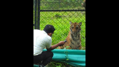 Mangala tiger cub: 'മംഗള'യ്ക്ക് തിമിരം; മരുന്ന് അമേരിക്കയില്‍ നിന്നുമെത്തും
