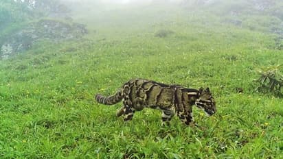 Clouded leopards : അത്യപൂര്വമായ 'മേഘപ്പുലികളെ' കണ്ടെത്തി; ചിത്രങ്ങള് ലഭിച്ചു