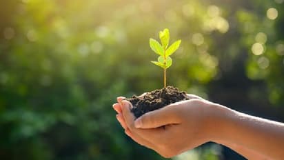 ದೊಡ್ಡ ಕಟ್ಟಡಗಳ ಸುತ್ತ 10% ಮರ ಕಡ್ಡಾಯ?: ಹೊಸ ನಿಯಮ ಜಾರಿಗೆ ಕೇಂದ್ರ ಚಿಂತನೆ!