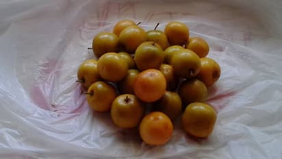 రేగుపండ్లు తింటే ఏమౌతుందో తెలుసా?