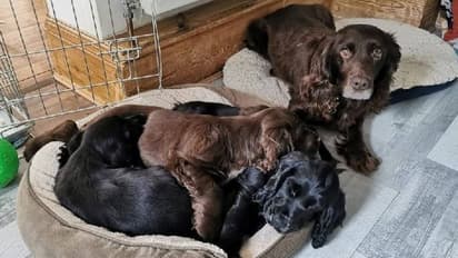 എട്ടുകൊല്ലം മുമ്പ് നായക്കുട്ടിയെ കാണാതായി, അപ്രതീക്ഷിതമായി തിരിച്ചുകിട്ടി, എത്തിയത് കുട്ടികളുമായി