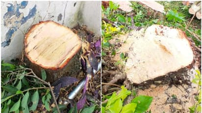 റിസോർട്ട് നിറയെ ടൂറിസ്റ്റുകൾ; എന്നിട്ടും വിദഗ്ധമായി ചന്ദനമരം മോഷ്ടിച്ചു, നഷ്ടം അഞ്ച് ലക്ഷം