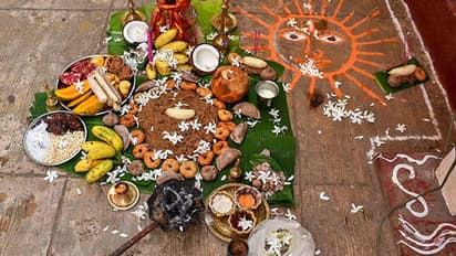 Pongal 2022: 14 जनवरी को मनाया जाएगा पोंगल, ये है दक्षिण भारत का प्रमुख त्योहार, जानिए इससे जुड़ी खास बातें