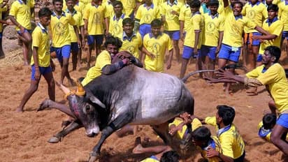 Tamil Nadu govt issues fresh guidelines for Jallikattu events, only 150 spectators or 50% of seating capacity