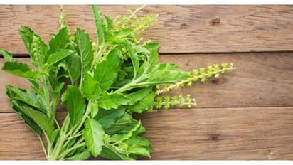 துளசியை யார்...யாரெல்லாம் சாப்பிட கூடாது...பக்க விளைவுகள் பற்றி தெரியுமா?