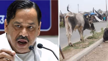 कांग्रेस नेता नसीमुद्दीन सिद्दीकी का बड़ा आरोप, कहा- गोशालाओं से कमाई करते हैं अफसर और BJP कार्यकर्ता