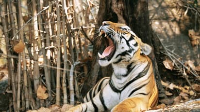 Tiger Attack: കാട്ടാനയ്ക്ക് പിന്നാലെ കടുവ ശല്യവും, പശുവിനെ കടിച്ചുകൊന്നു, ഭീതിയിൽ മൂന്നാറിലെ തോട്ടം മേഖല