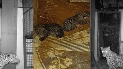 Ummini Leopard Cubs : പുലിക്കുട്ടികളെ തേടി അമ്മപ്പുലി വന്നത് മൂന്ന് തവണ; പക്ഷെ കെണിയില്‍ കയറിയില്ല.!