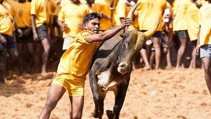 Jallikattu : நாளை அவனியாபுரம் ஜல்லிக்கட்டு.. மாடுபிடி வீரர்கள், மாடு உரிமையாளர்களுக்கு நிபந்தனை விதித்த போலீஸ்