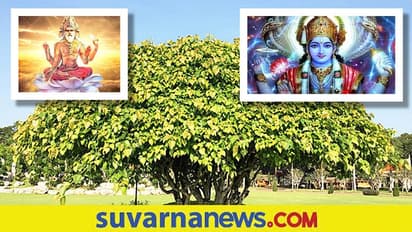 Tree Deities: ಈ ಮರಗಳ ಆರಾಧನೆಯಿಂದ ಬಯಕೆಗಳು ಈಡೇರಲಿವೆ..