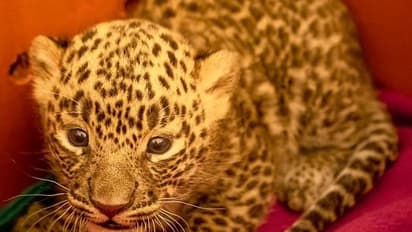 ഉമ്മിനിയിലെ അമ്മപ്പുലിയെ പിടികൂടാന്‍ കേരളം, അമ്മപ്പുലിക്കൊപ്പം കുഞ്ഞുങ്ങളെ തുറന്ന് വിട്ട് മഹാരാഷ്ട്ര