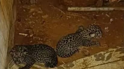 Ummini Leopard Cubs : തള്ളപ്പുലിയെത്തിയില്ല, ഉമ്മിനിയിലെ പുലിക്കുഞ്ഞിനെ സംരക്ഷണ കേന്ദ്രത്തിലേയ്ക്ക് മാറ്റും