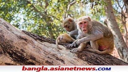 বাঁদর ও ছোট্ট মেয়ের মধ্যে স্মার্টফোন নিয়ে কাড়াকাড়ি, কে জিতল জানতে দেখুন ভিডিও