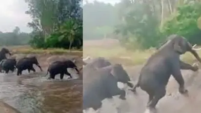 Human Animal Conflict : കര്ഷകര് തുരത്തിയോടിച്ച കാട്ടാനകള് കനാലില് കുടുങ്ങി; പുലിവാല് പിടിച്ച് വനംവകുപ്പ്
