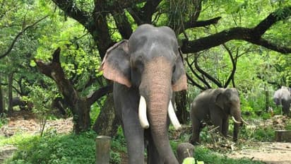 தெப்பக்காடு யானைகள் முகாம் 6 நாட்களுக்கு மூடல்; குடியரசுத்தலைவர் வருகையால் அதிகாரிகள் நடவடிக்கை