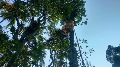 മണിക്കൂറുകളുടെ വ്യത്യാസത്തില്‍ രണ്ടുപേര്‍ മരത്തില്‍ കുടുങ്ങി; രക്ഷകരായി ഫയര്‍ഫോഴ്‌സും നാട്ടുകാരും