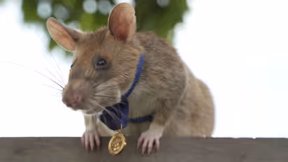 ആയിരങ്ങളെ മരണത്തില്നിന്നും രക്ഷിച്ച വീരനെലിക്ക് ഒരു രാജ്യത്തിന്റെ യാത്രയയപ്പ്