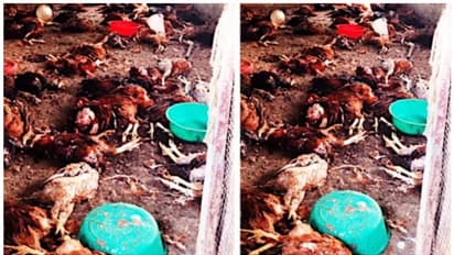 കടിയേറ്റ് ചത്തത് 300ഓളം കോഴികൾ, ആഴത്തിലുള്ള മുറിവുകളും; ഭീതി പടർത്തി അജ്ഞാത ജീവി