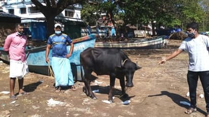 ആഴക്കടലിൽ അകപ്പെട്ട പോത്തിനെ കരക്കെത്തിച്ച് മത്സ്യതൊഴിലാളികൾ
