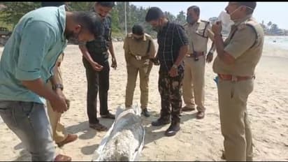 കോവളം തീരത്തെ ആംബർഗ്രീസ്; കൂടുതല് പരിശോധന ആവശ്യമാണെന്ന് അധികൃതർ