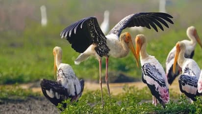 കാലം തെറ്റി പുഞ്ചക്കരിയിലെത്തിയ വര്‍ണ്ണക്കൊക്കുകള്‍