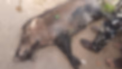 തൊണ്ടയാട് ബൈപ്പാസിലെ വാഹനാപകടം: കാരണമായ പന്നിയെ വെടിവെച്ച് കൊന്നു