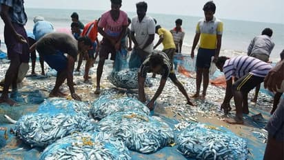 ಕರಾವಳಿಯಲ್ಲಿ ಮಳೆ ಇಳಿಮುಖ; ಮೀನುಗಾರಿಕಾ ರಸ್ತೆ ನೀರುಪಾಲು