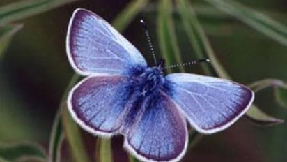 Xerces blue butterfly : 80 വർഷം മുമ്പ് അപ്രത്യക്ഷമായ നീല ചിത്രശലഭത്തെ കണ്ടെത്തി! ആവേശത്തിൽ എന്റമോളജിസ്റ്റുകൾ