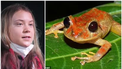Greta Thunberg Rainfrog:  പനാമ കാട്ടിൽ നിന്ന് കണ്ടെത്തിയ മഴത്തവളയ്ക്ക് ഗ്രേറ്റാ തുന്‍ബെര്‍ഗിന്‍റെ പേര്