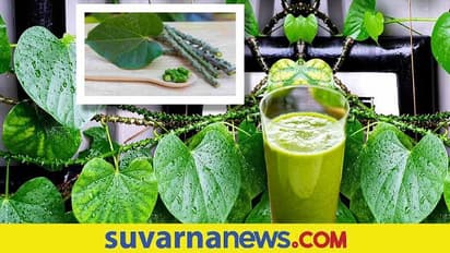 Beauty Tips : ಆರೋಗ್ಯಕ್ಕೆ ಮಾತ್ರವಲ್ಲ ಸೌಂದರ್ಯಕ್ಕೂ ಮದ್ದು ಅಮೃತ ಬಳ್ಳಿ