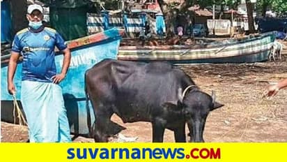 ಸಮುದ್ರದಲ್ಲಿ ಕೊಚ್ಚಿ ಹೋಗಿದ್ದ ಎಮ್ಮೆಯನ್ನು ರಕ್ಷಿಸಿದ ಮೀನುಗಾರ... ವಿಡಿಯೋ ವೈರಲ್